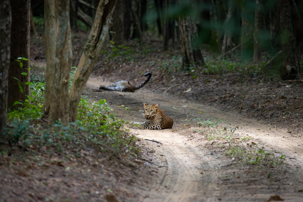 Wild safari expedition in Yala - 17