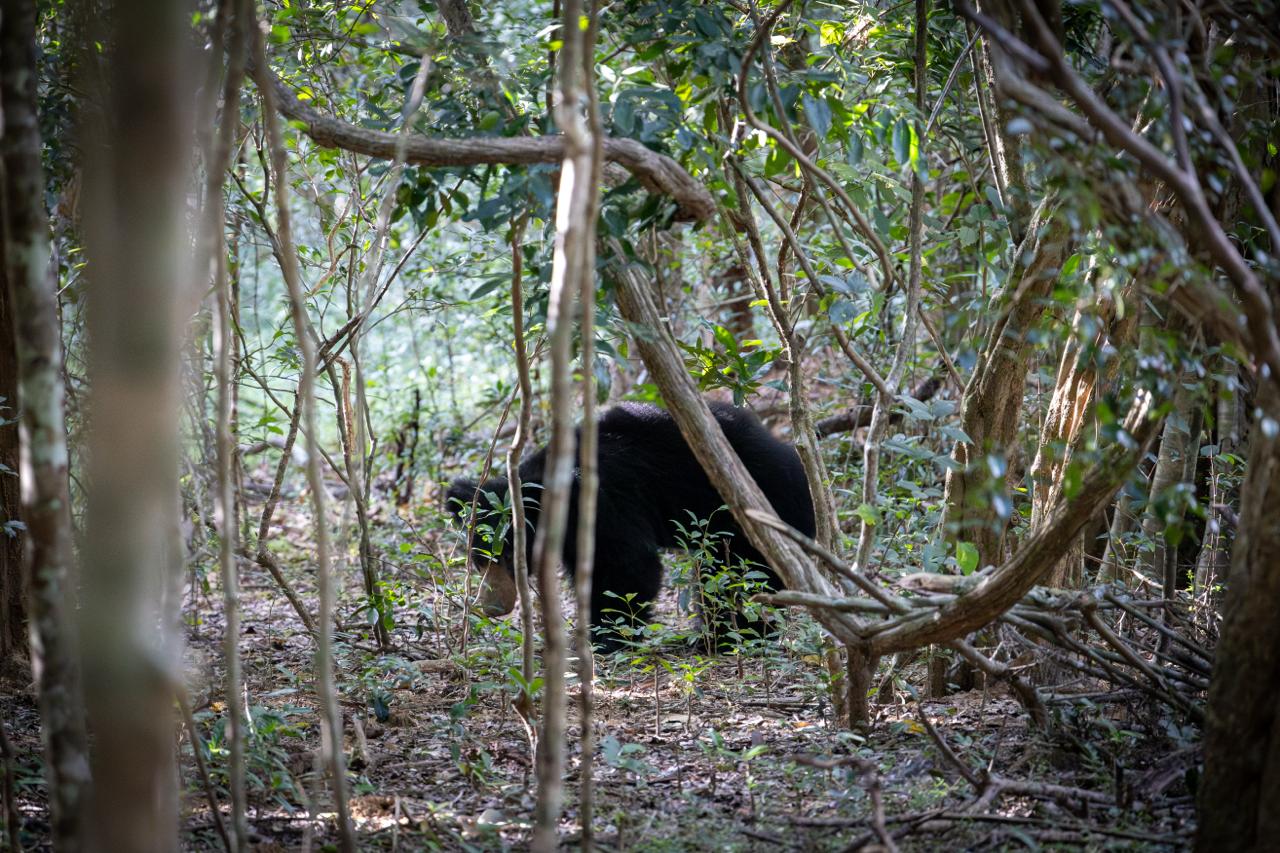 Wild safari expedition in Yala - 26