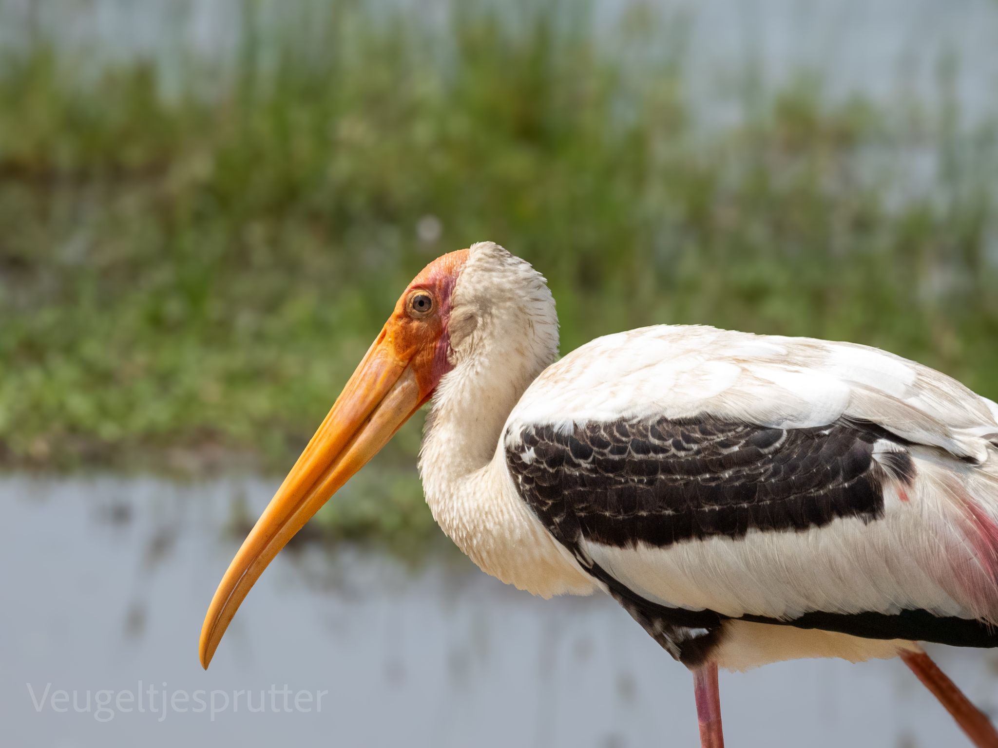 Bird watching in Sri Lanka - b1
