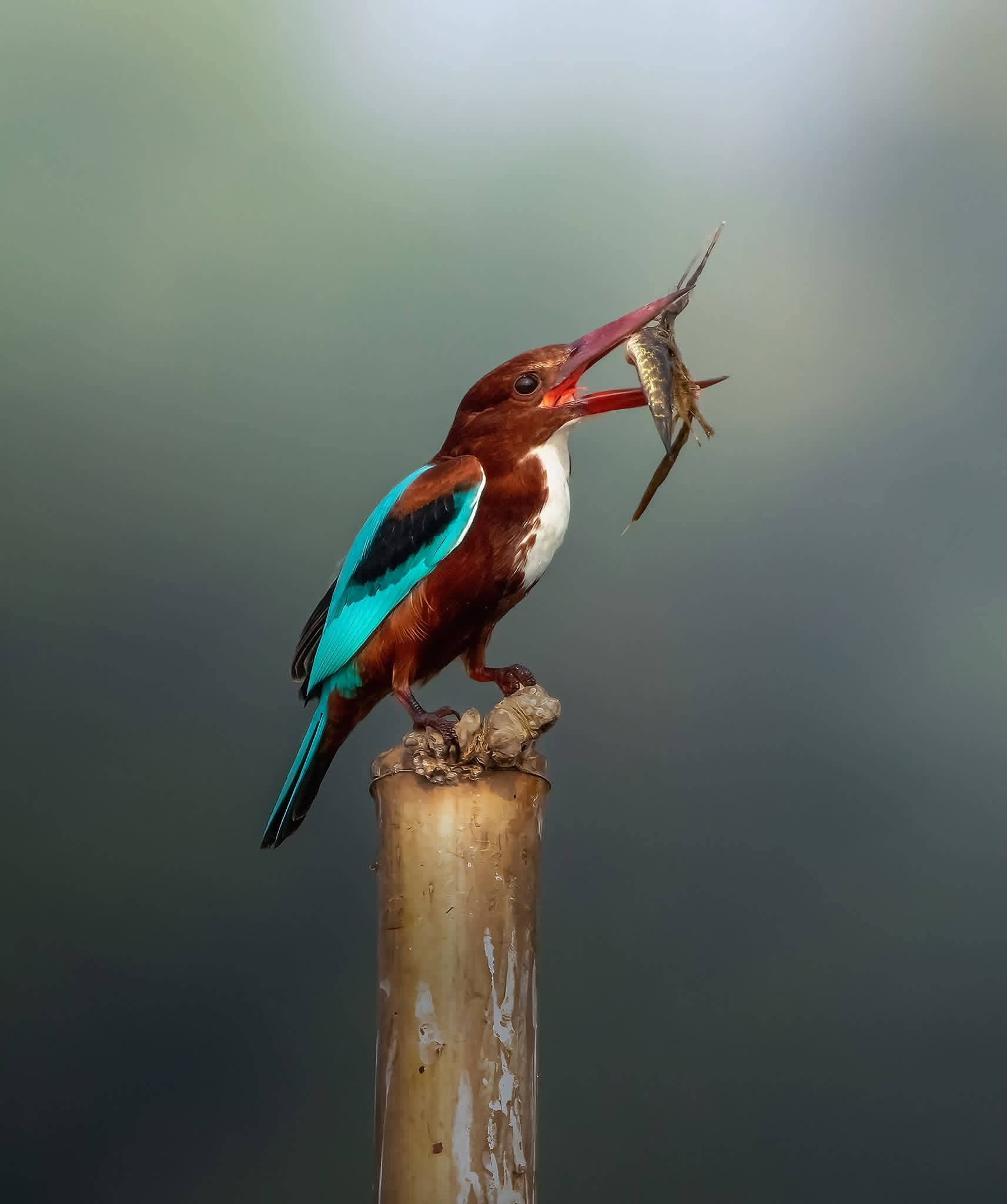 Bird watching in Sri Lanka - b20