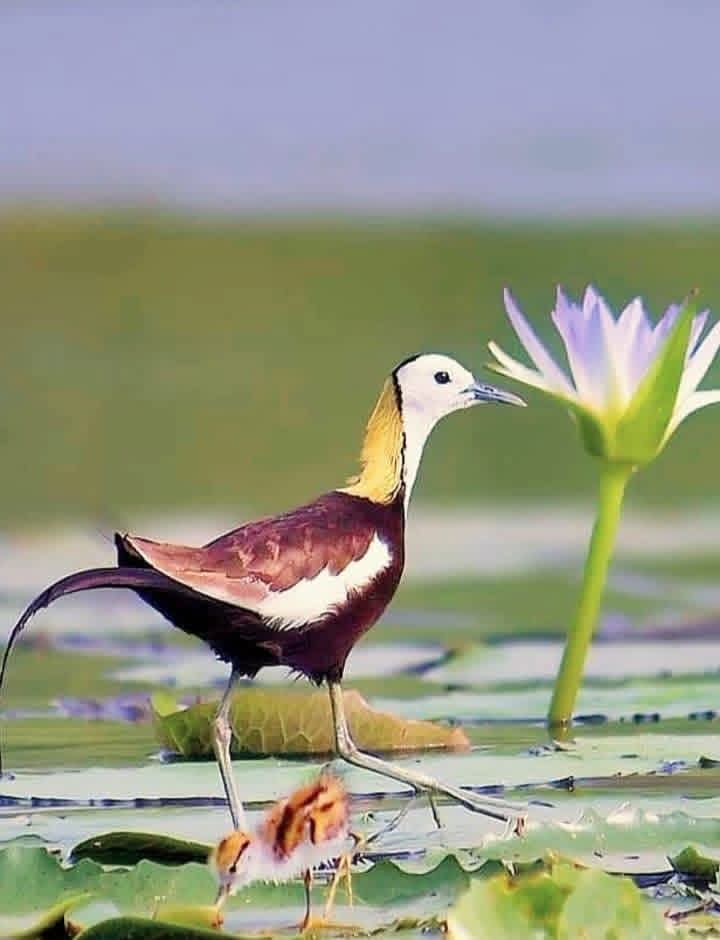 Bird watching in Sri Lanka - b21