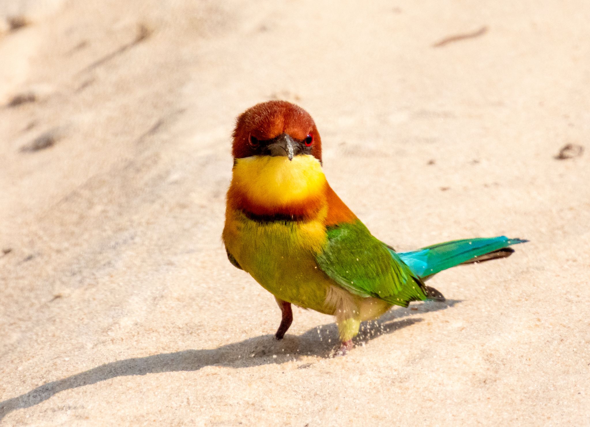 Bird watching in Sri Lanka - b28