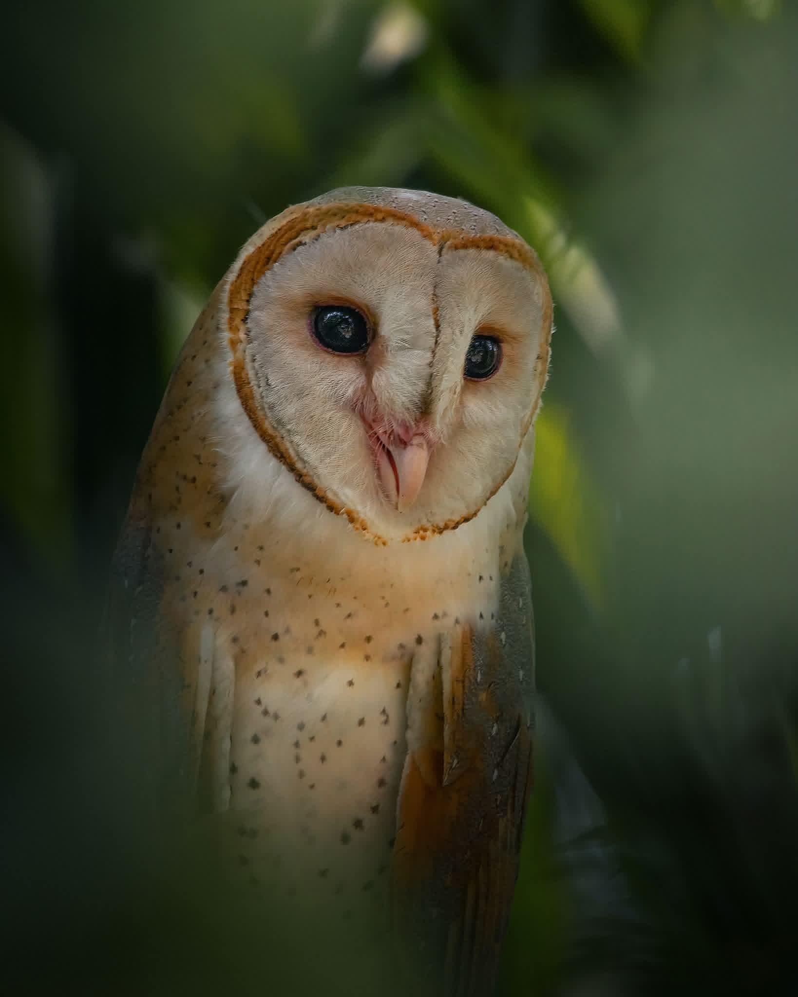 Bird watching in Sri Lanka - b6