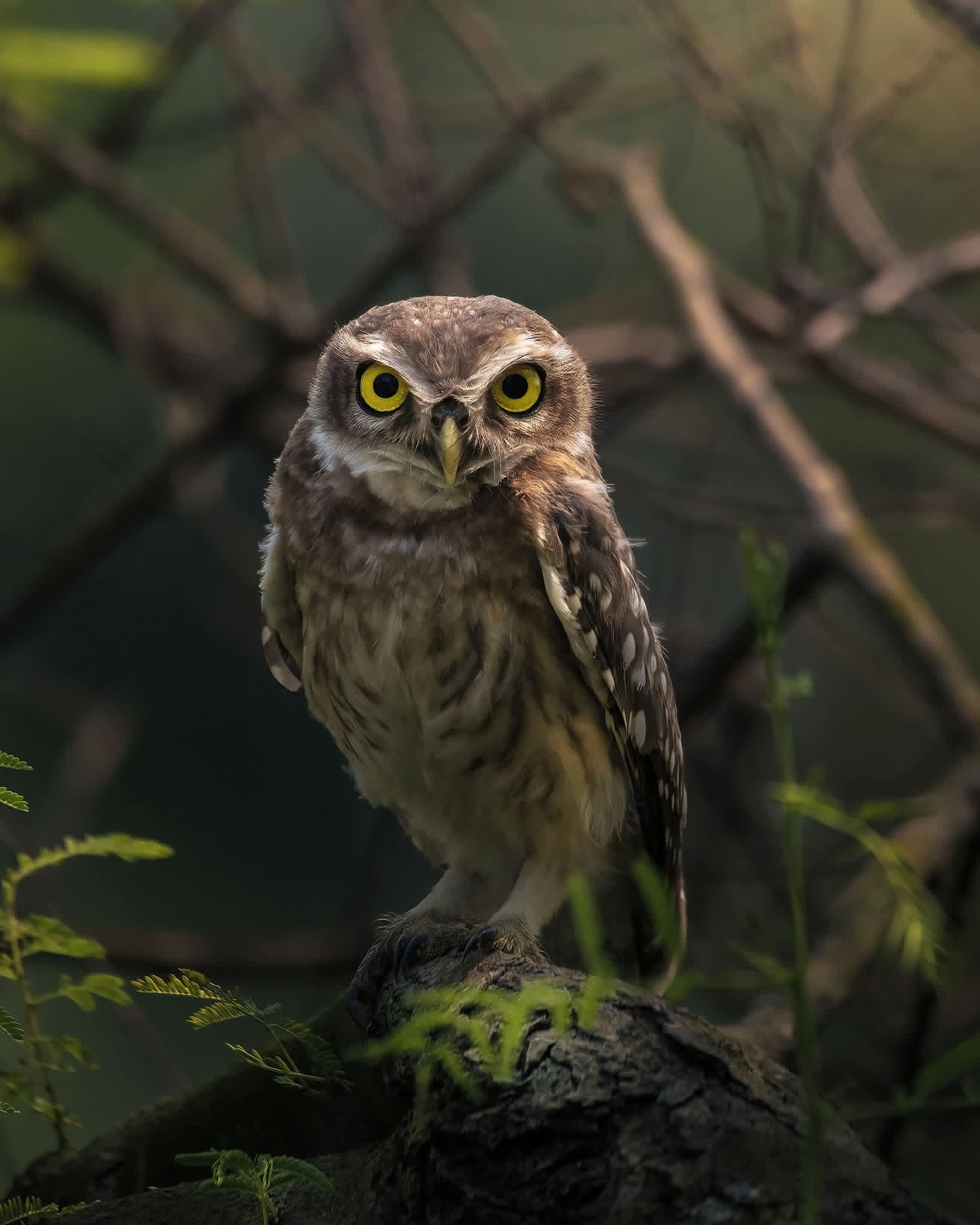 Bird watching in Sri Lanka - b8