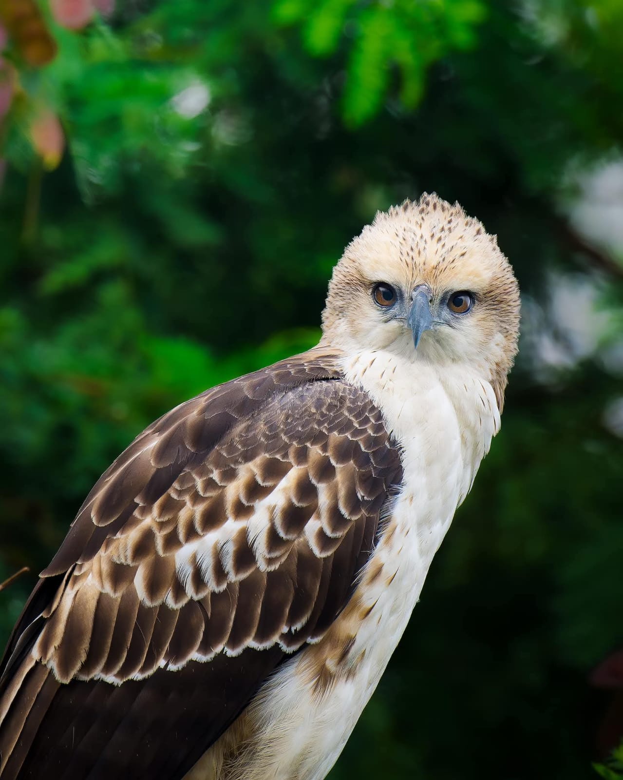 Bird watching in Sri Lanka - b9