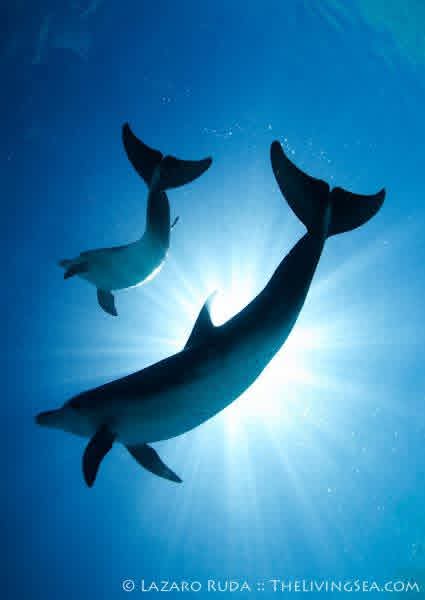 Dolphin watching excursion - d1