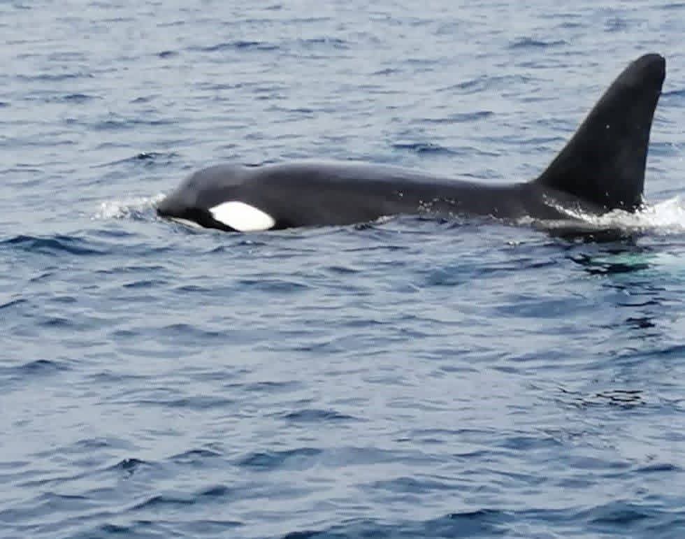 Dolphin watching excursion - d6