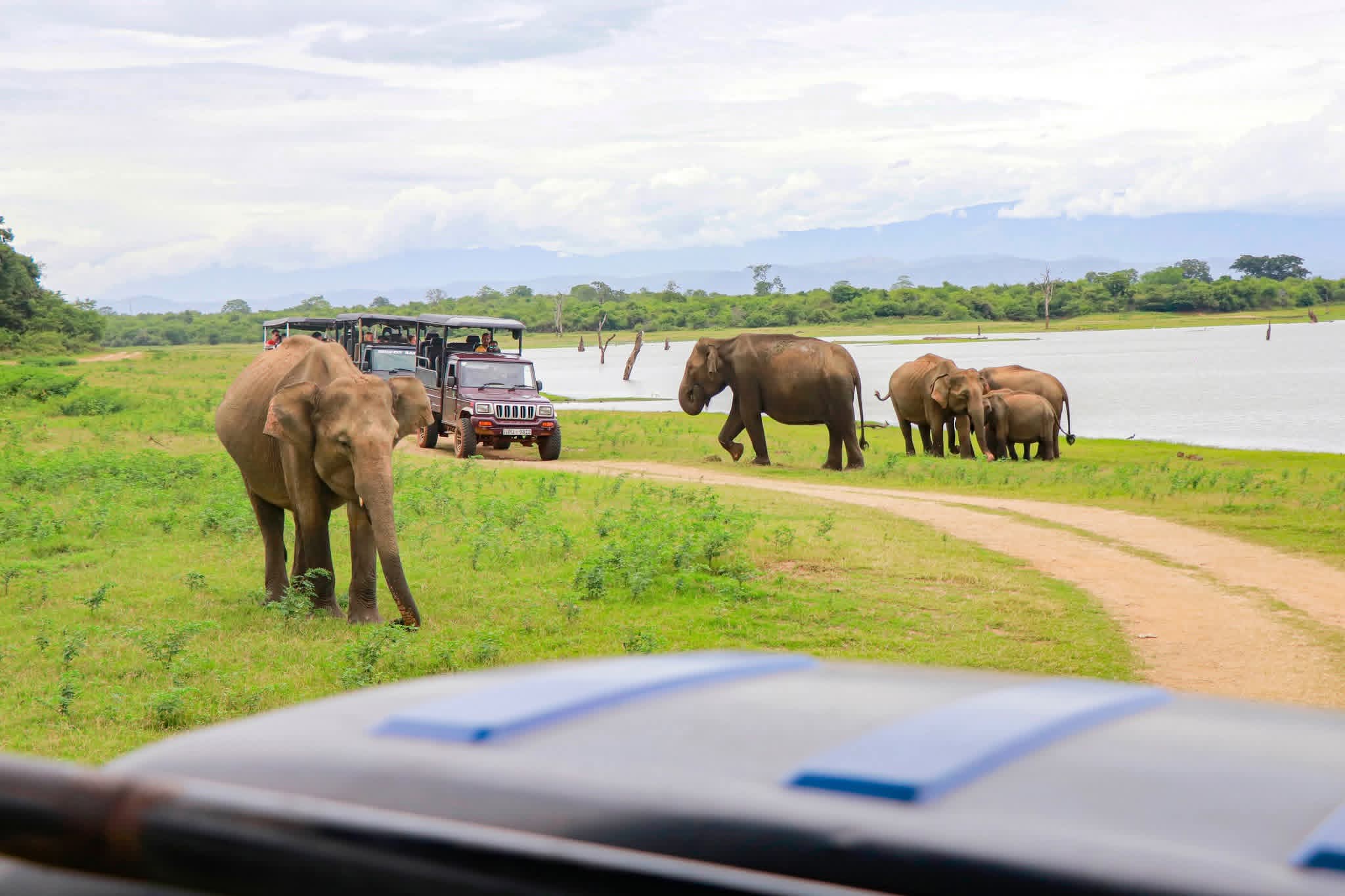 Safari Camping Showcase Image