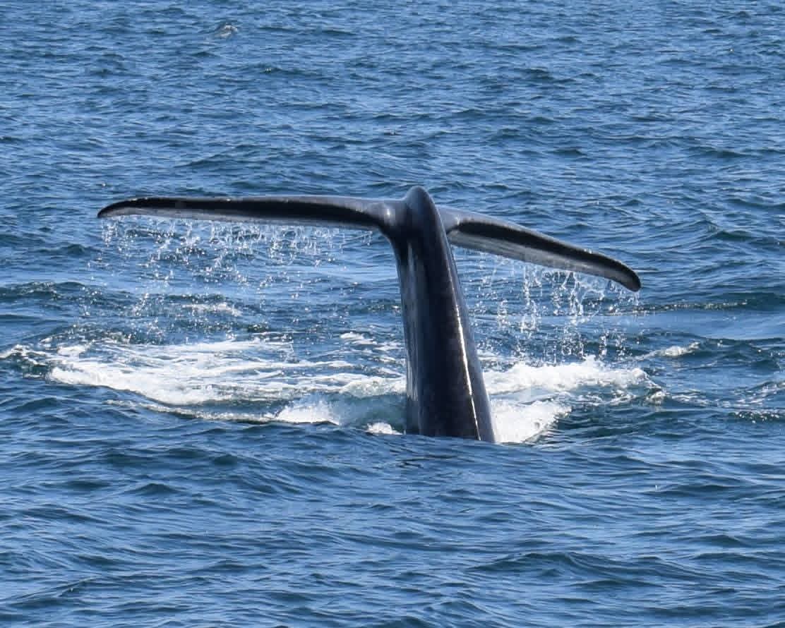 Whale Watching