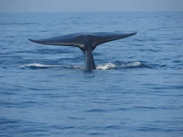 Whale watching excursion - w4