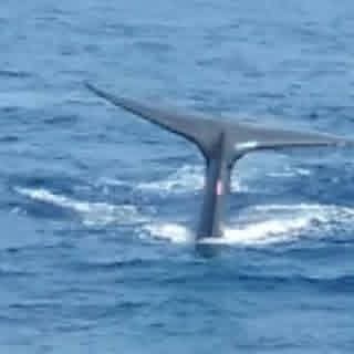 Whale watching excursion - w5